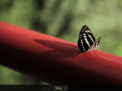 新闻传播学部小学期师生社会实践成果摄影展之万物印象（印象派静物组照）